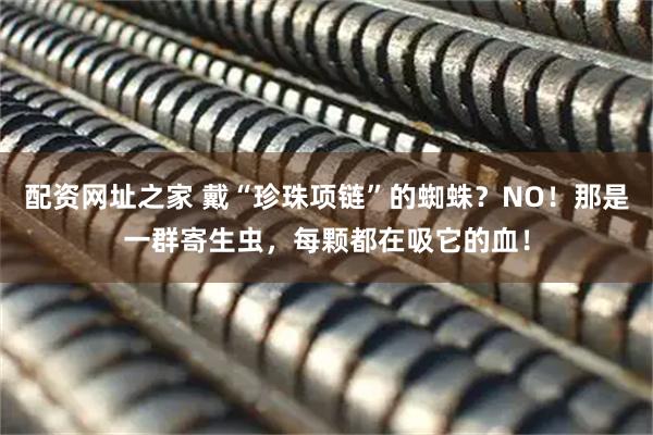 配资网址之家 戴“珍珠项链”的蜘蛛？NO！那是一群寄生虫，每颗都在吸它的血！